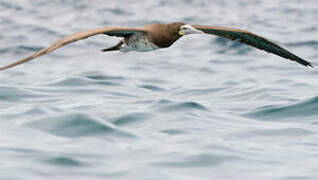 Brown Booby