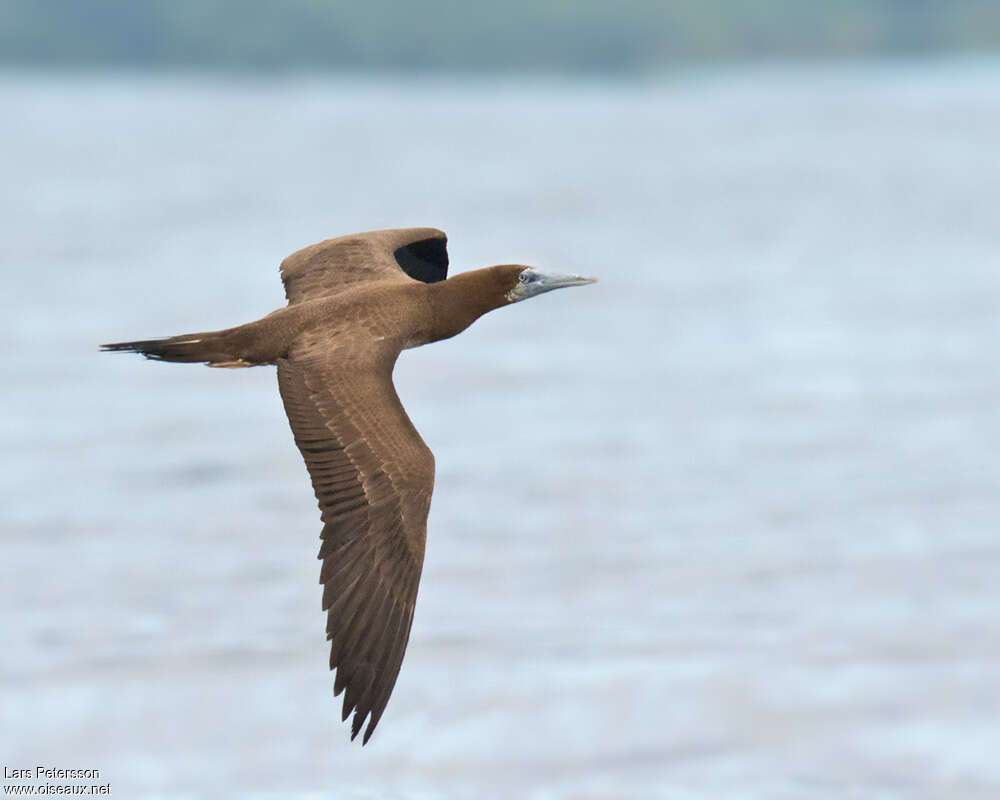 Brown Boobyjuvenile, Flight