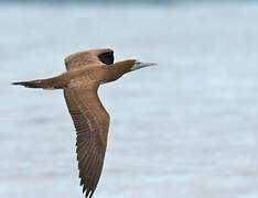 Brown Booby