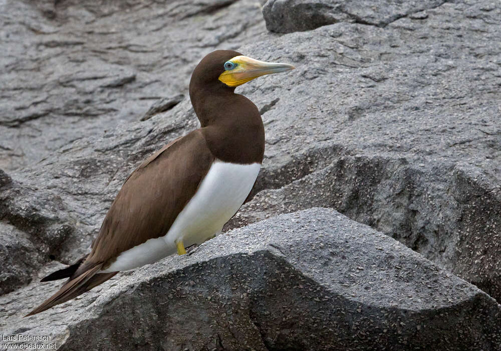 Brown Booby female adult breeding, identification