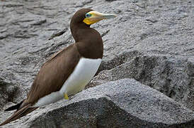 Brown Booby