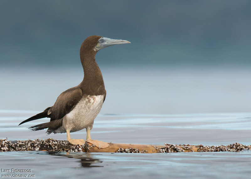 Brown Booby male adult breeding, identification