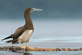 Brown Booby