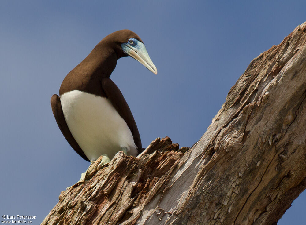 Brown Booby