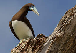 Brown Booby