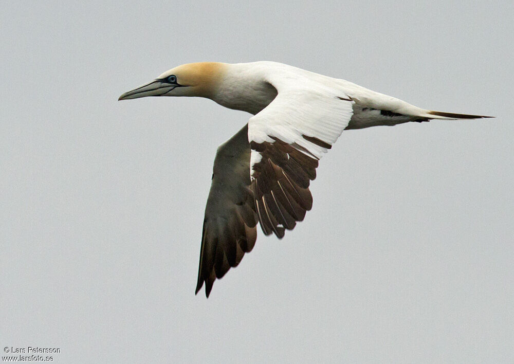 Northern Gannet