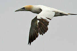 Northern Gannet