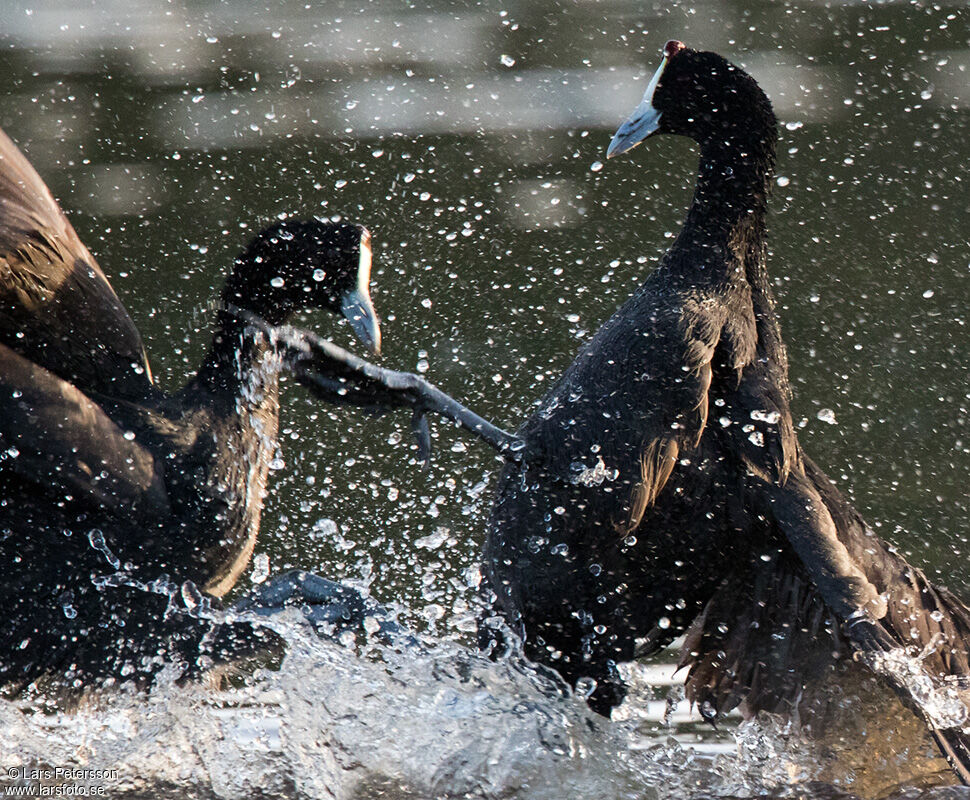 Red-knobbed Cootadult, Behaviour