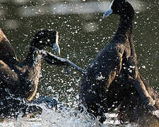 Red-knobbed Coot