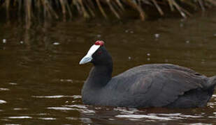 Red-knobbed Coot