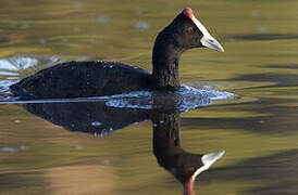 Red-knobbed Coot