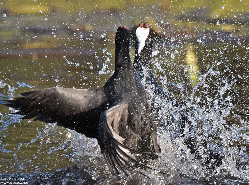 Red-knobbed Cootadult, Behaviour