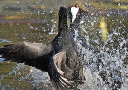 Red-knobbed Coot