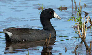 American Coot