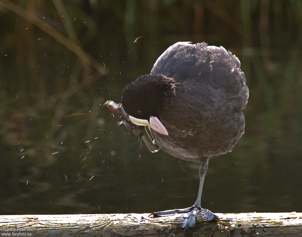 Eurasian Coot