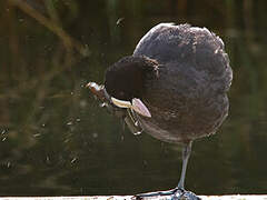 Eurasian Coot