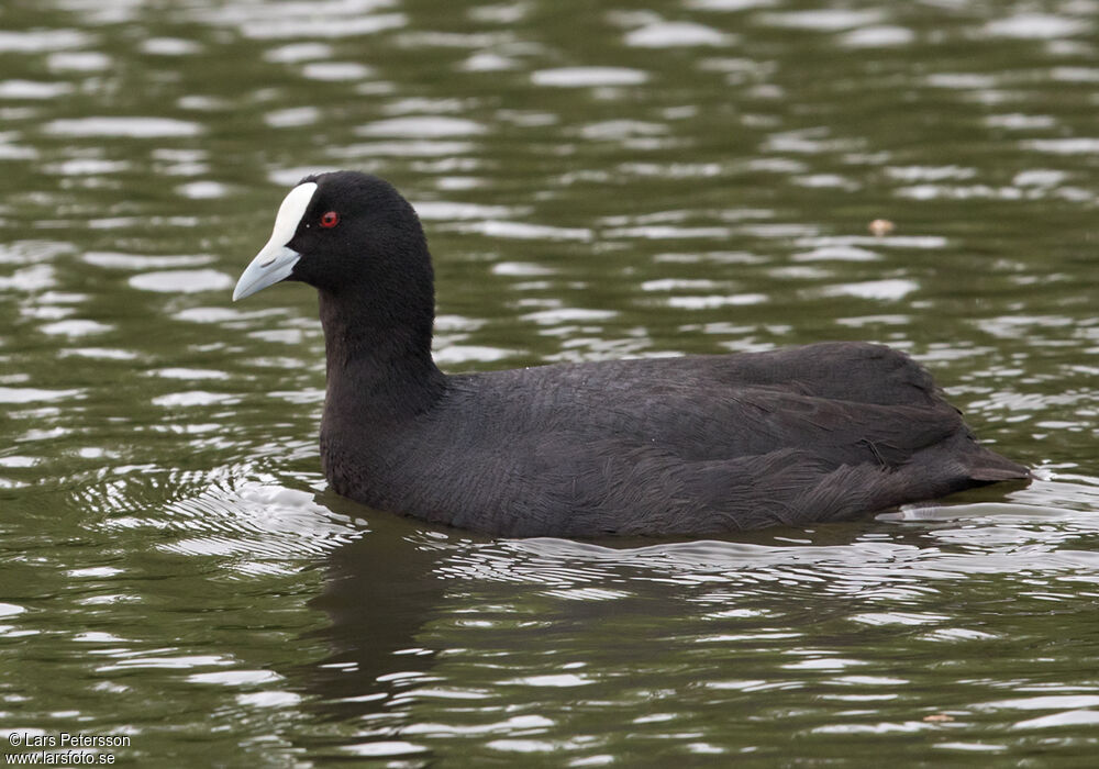 Eurasian Coot