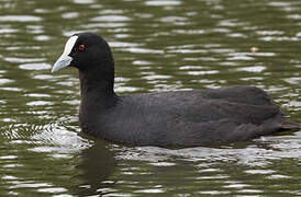 Eurasian Coot