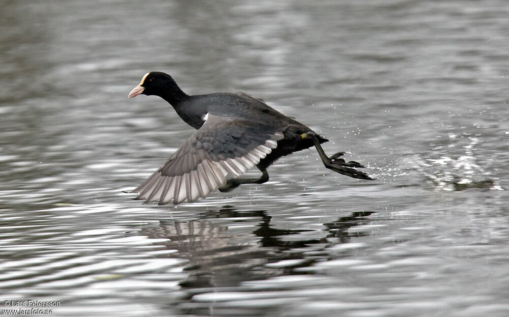 Eurasian Coot