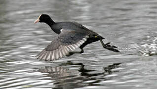 Eurasian Coot