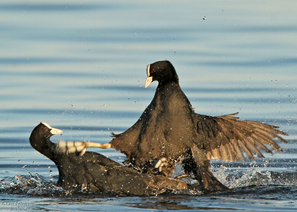 Eurasian Coot