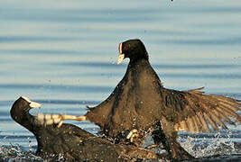 Eurasian Coot