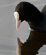 Eurasian Coot