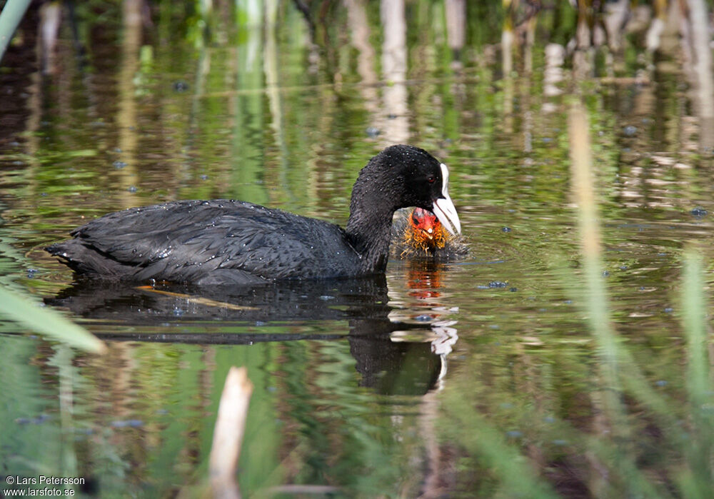 Eurasian Coot