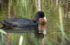 Eurasian Coot