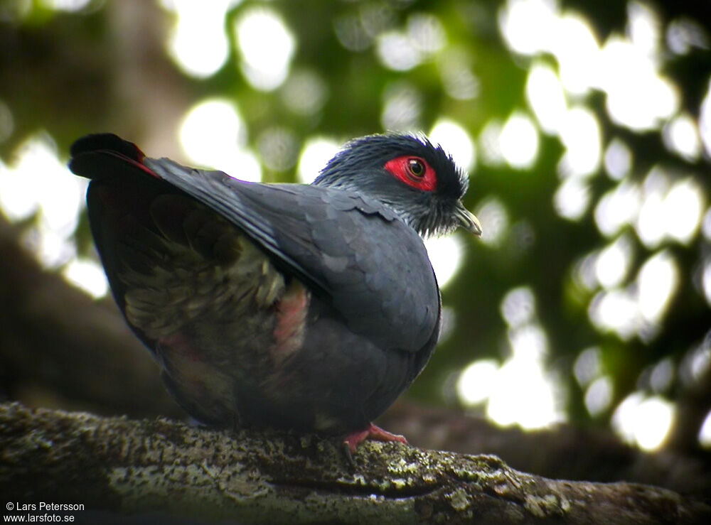 Madagascan Blue Pigeon