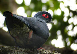 Madagascar Blue Pigeon