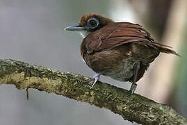 Bicolored Antbird