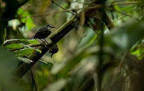 White-throated Antbird