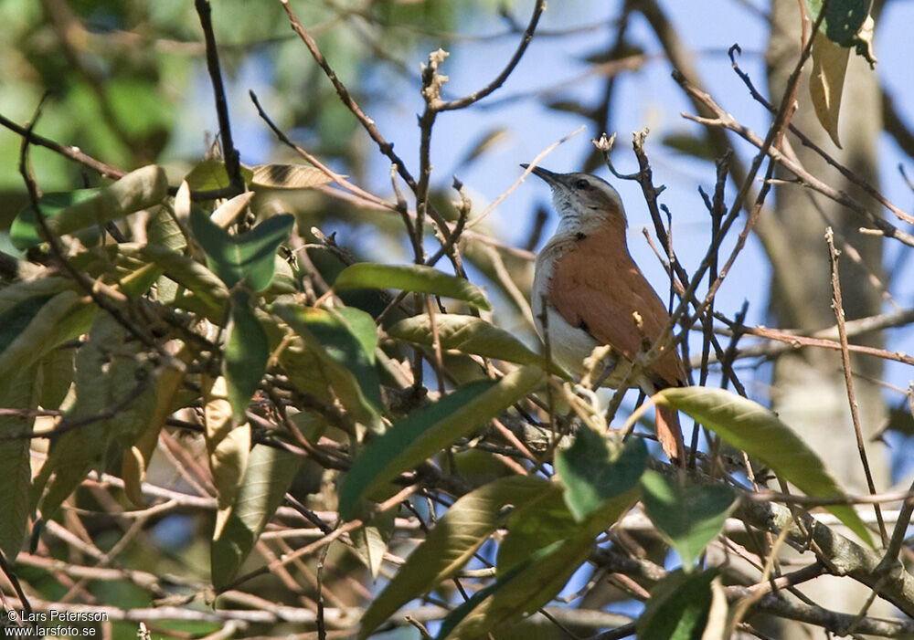 Pale-legged Hornero