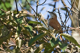 Pale-legged Hornero