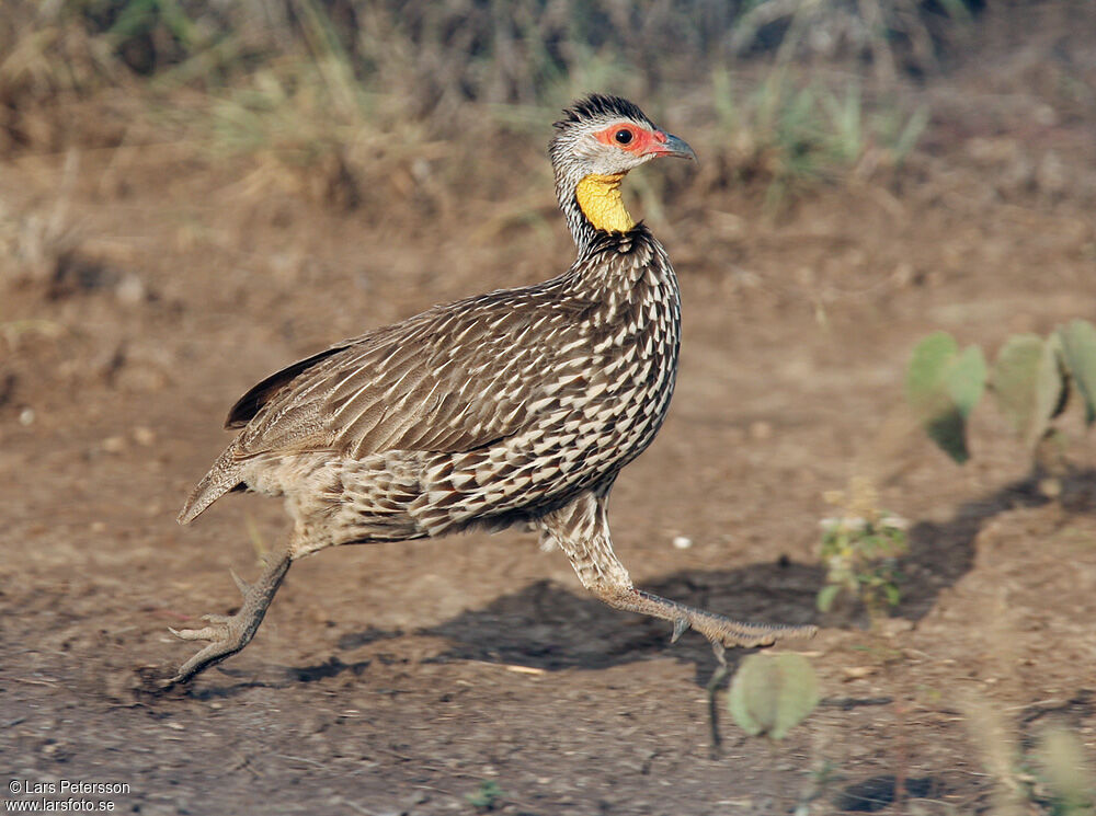 Francolin à cou jaune