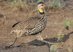 Francolin à cou jaune