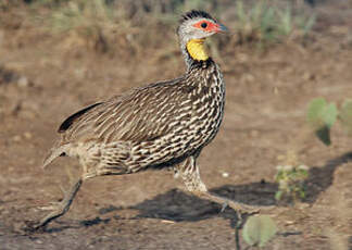 Francolin à cou jaune