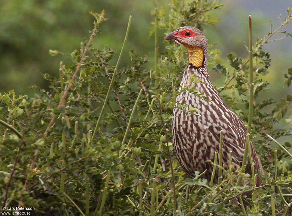 Francolin à cou jaune