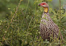 Francolin à cou jaune