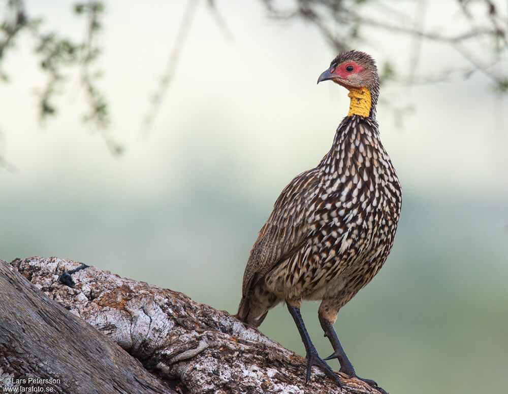 Yellow-necked Spurfowl