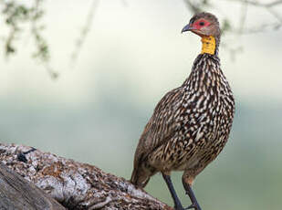 Francolin à cou jaune