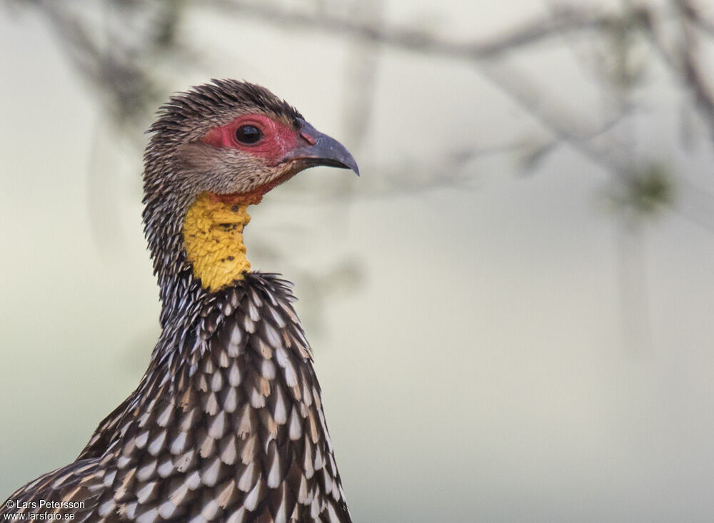 Yellow-necked Spurfowl