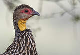 Francolin à cou jaune