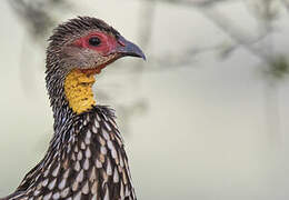 Yellow-necked Spurfowl