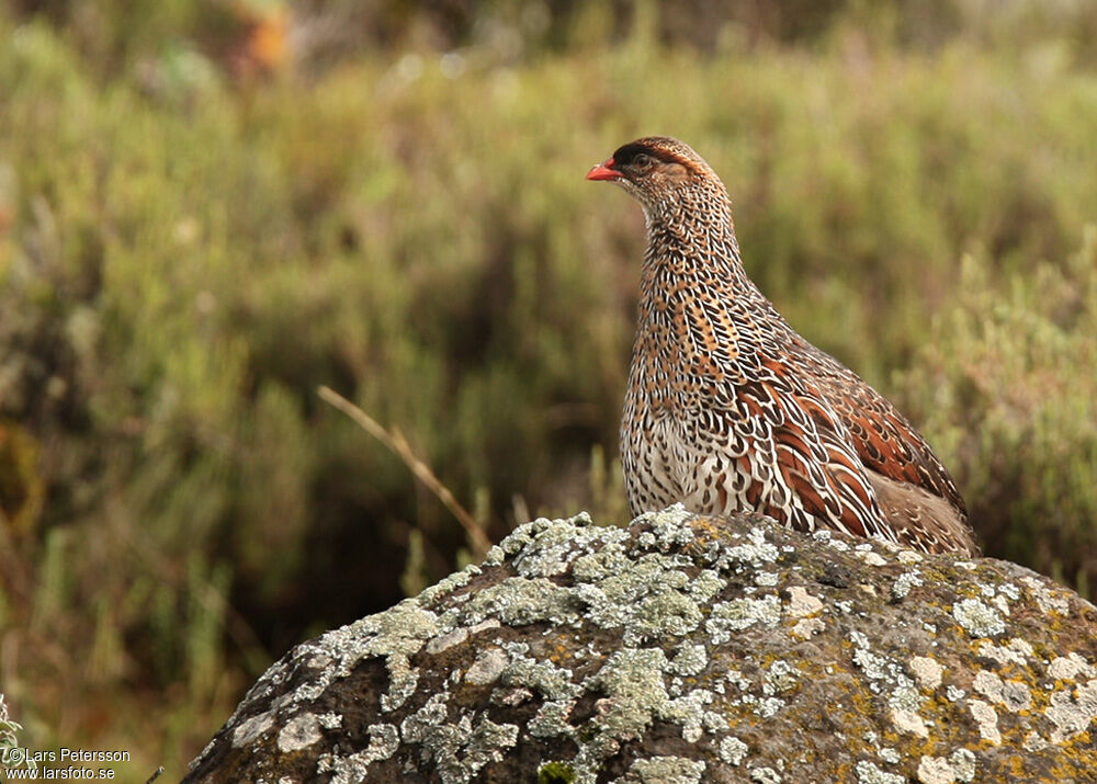 Francolin à cou roux