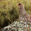 Francolin à cou roux