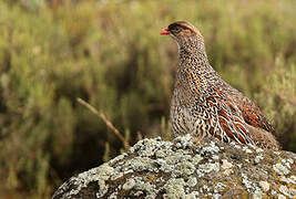 Chestnut-naped Francolin