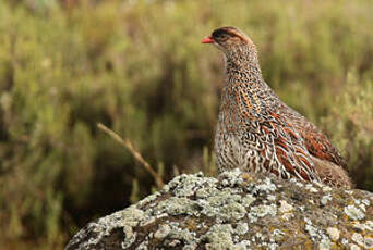 Francolin à cou roux