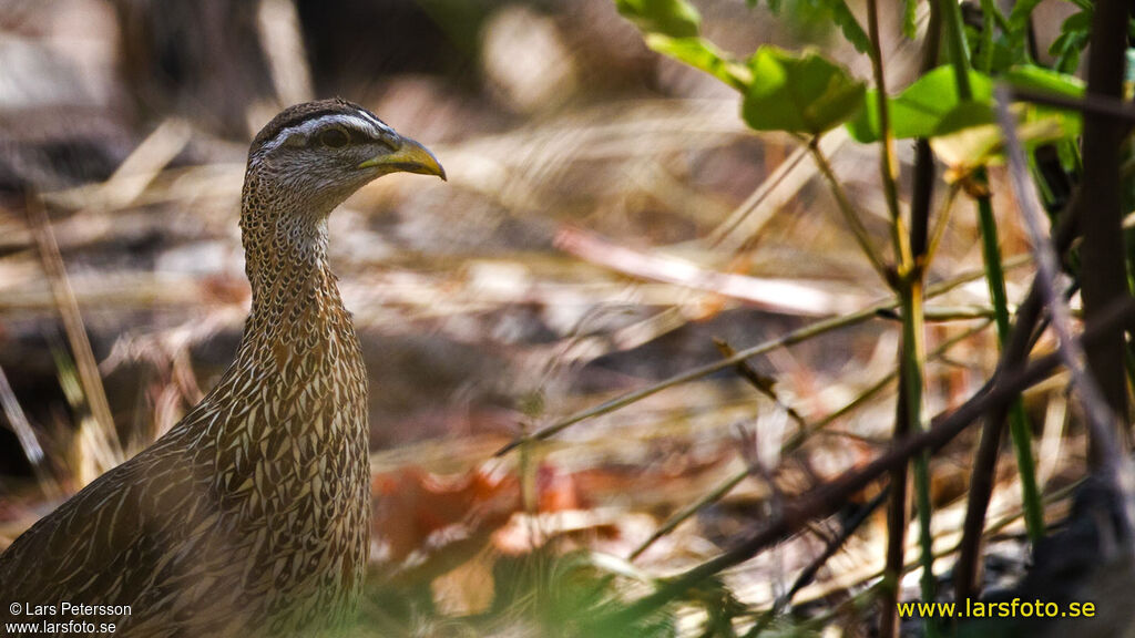 Double-spurred Francolin